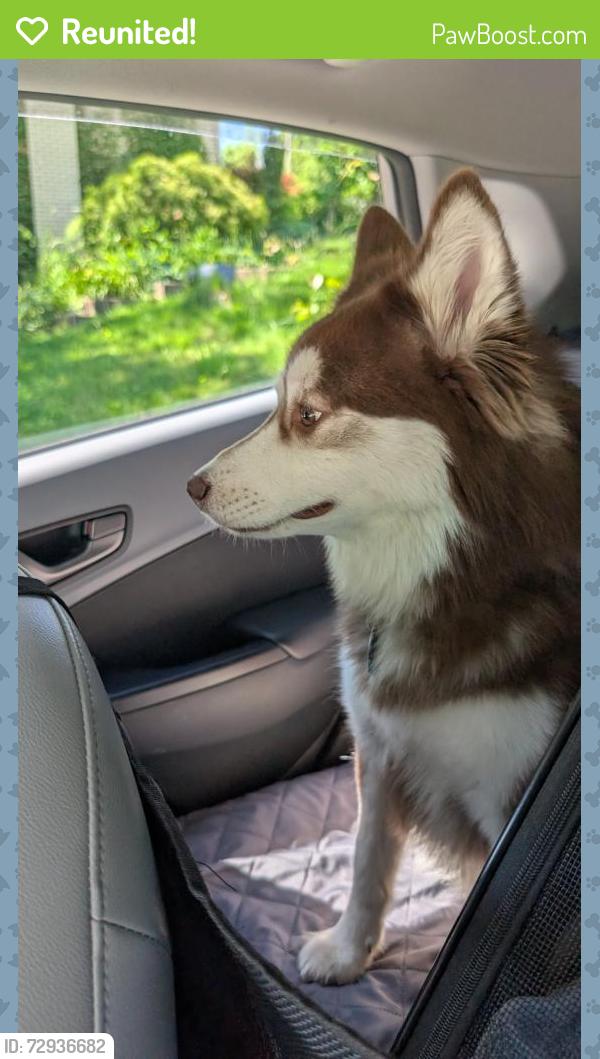 Reunited Unknown Dog last seen Rodenbaugh Ave & Roseland Ave , Pittsburgh, PA 15214