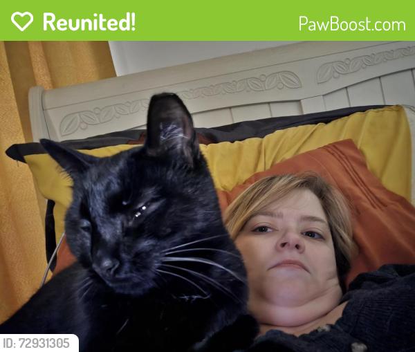 Reunited Male Cat last seen Knoxville College, Knoxville, TN 37921