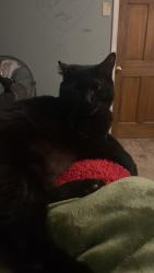 Reunited Male Cat last seen North D and 19th street, Elwood, IN 46036
