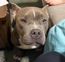 Reunited Male Dog last seen Bridgestone West Roserock Lane, Harris County, TX 77388