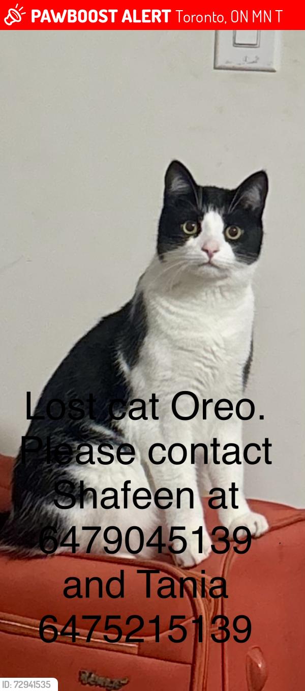 Lost Male Cat last seen St Clair and midland, Toronto, ON M1N 1T1