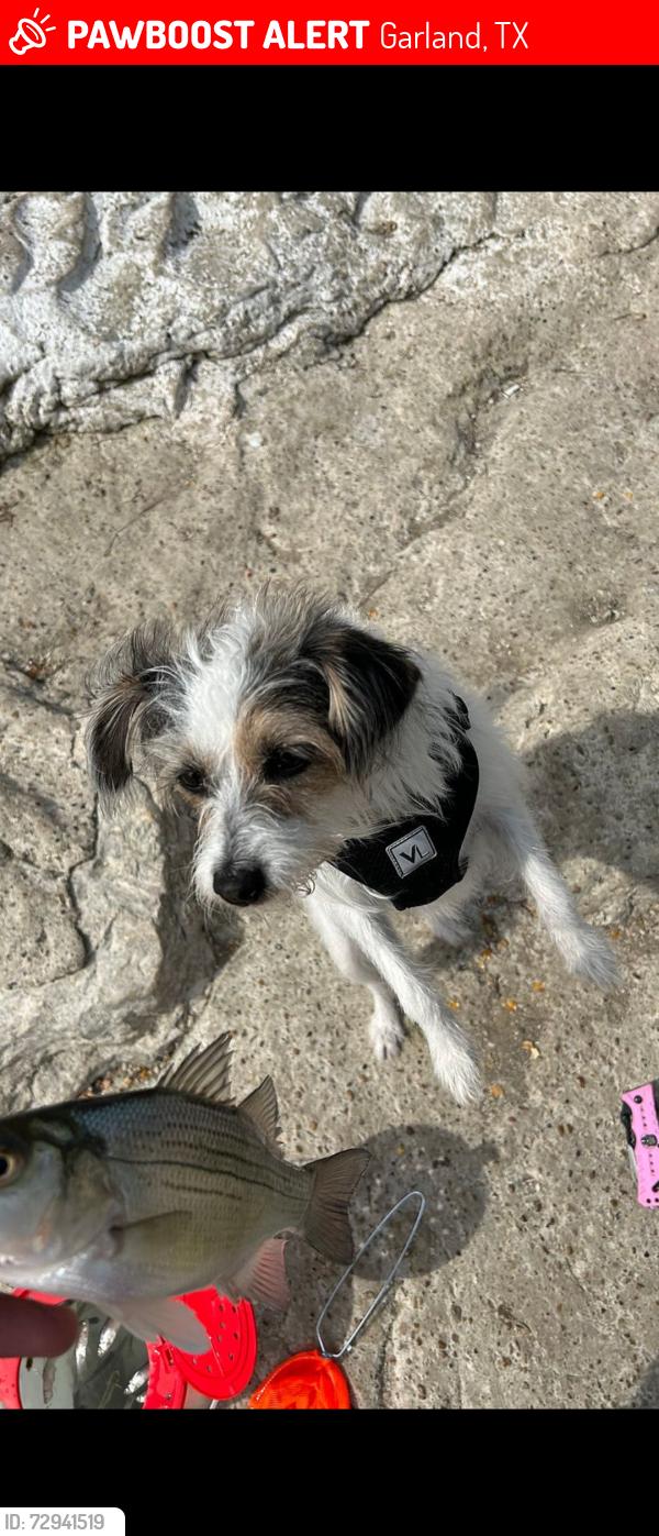 Lost Female Dog last seen O Henry Elementary , Garland, TX 75042
