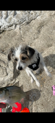 Lost Female Dog last seen O Henry Elementary , Garland, TX 75042