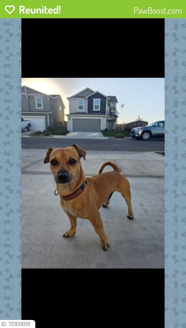 Reunited Male Dog last seen Near Myrtle St Oakland , Oakland, CA 94607