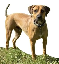 Reunited Male Dog last seen Fiske and Gladiola Circle, Rockledge, FL 32955