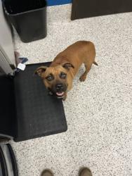 Shelter Stray Female Dog last seen Atlanta, GA 30349, Atlanta, GA 30336