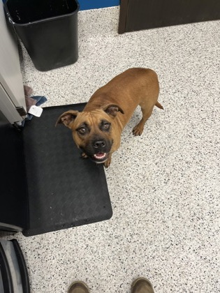 Shelter Stray Female Dog last seen Atlanta, GA 30349, Atlanta, GA 30336
