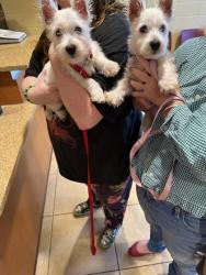 Shelter Stray Male Dog last seen Hampton, VA 23666, Newport News, VA 23605