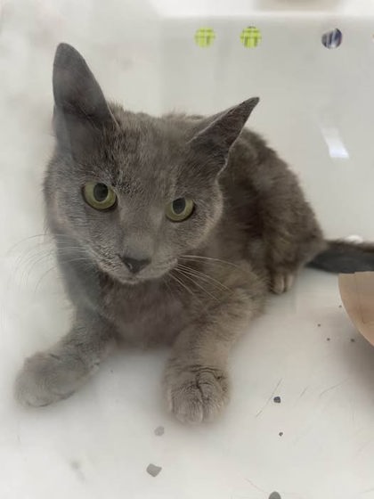 Shelter Stray Female Cat last seen Near Glennor Balt., MD 21239, 21239, MD, Baltimore, MD 21230