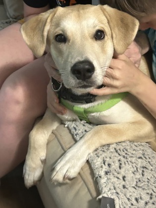 Shelter Stray Male Dog last seen Near Idlewood Rd, Tucker, GA 30084, 30084, GA, Atlanta, GA 30341