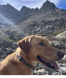 Lost Male Dog last seen hmstd, Crestone, CO 81131