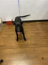 Shelter Stray Female Dog last seen Near OSWEGO ST, 70805, LA, Baton Rouge, LA 70820