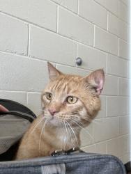 Shelter Stray Male Cat last seen Near Antim, 70815, LA, Baton Rouge, LA 70820