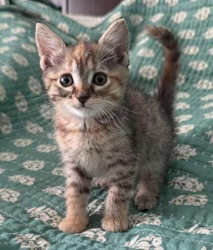 Shelter Stray Female Cat last seen New Bern, NC 28562, New Bern, NC 28562