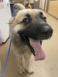 Shelter Stray Male Dog last seen DeSoto, TX 75115, Cedar Hill, TX 75104