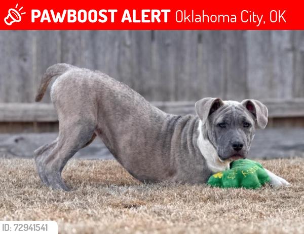 Lost Female Dog last seen 34th and Roff, Oklahoma City, OK 73112