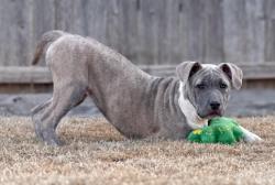 Lost Female Dog last seen 34th and Roff, Oklahoma City, OK 73112