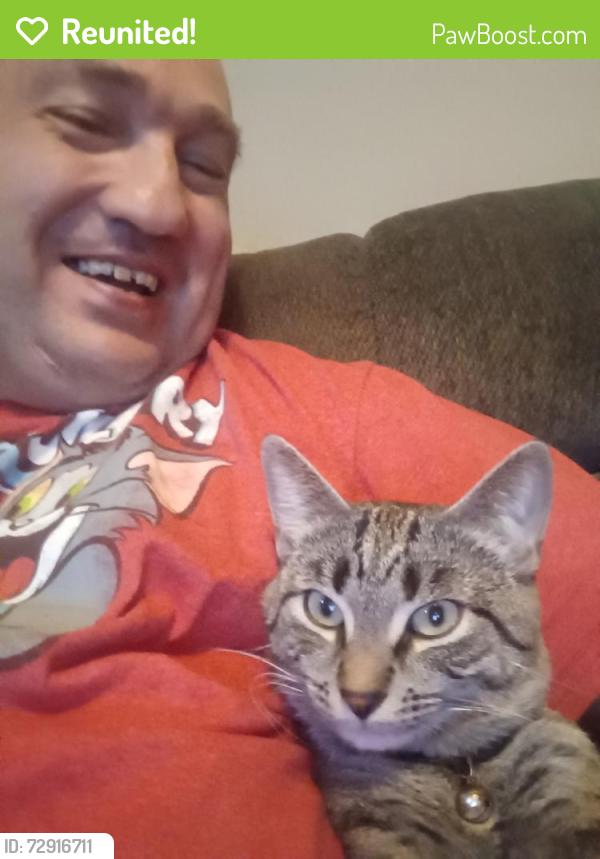 Reunited Male Cat last seen Charles ave and caroline, Solvay, NY 13209