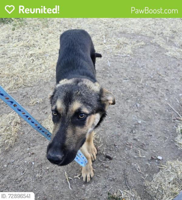 Reunited Unknown Dog last seen Division and Q3 Palmdale, Palmdale, CA 93550