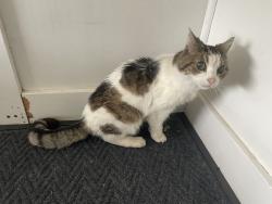 Reunited Unknown Cat last seen 4th Ave and Hayes St by the Safeway, Camas, WA 97024