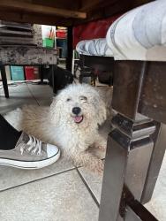 Reunited Male Dog last seen Broadbend and Wetlands , Las Vegas, NV 89122