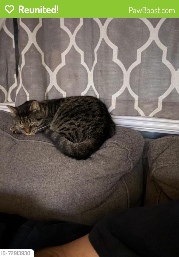 Reunited Male Cat last seen Near Dix Rd, Middletown, OH 45042, USA, Middletown, OH 45042