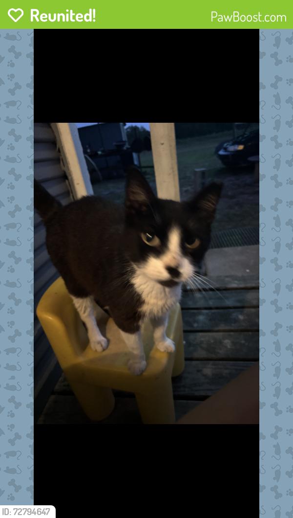 Reunited Male Cat last seen Transportation , Devine, TX 78016
