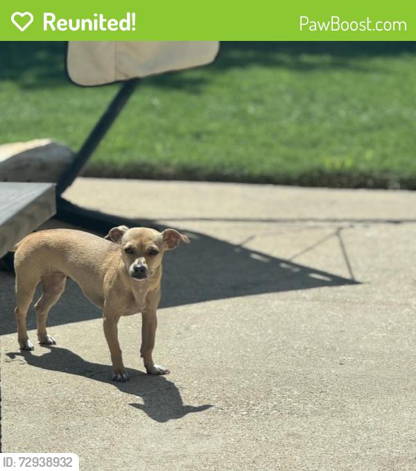 Reunited Female Dog last seen Junction Dr, Plano, TX 75093, USA, Plano, TX 75093