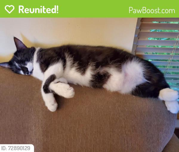 Reunited Female Cat last seen Park Lane and Queen's Lane, Fort Washington, MD 20744