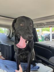 Found/Stray Male Dog last seen Quebec, Ashley, OH 43003