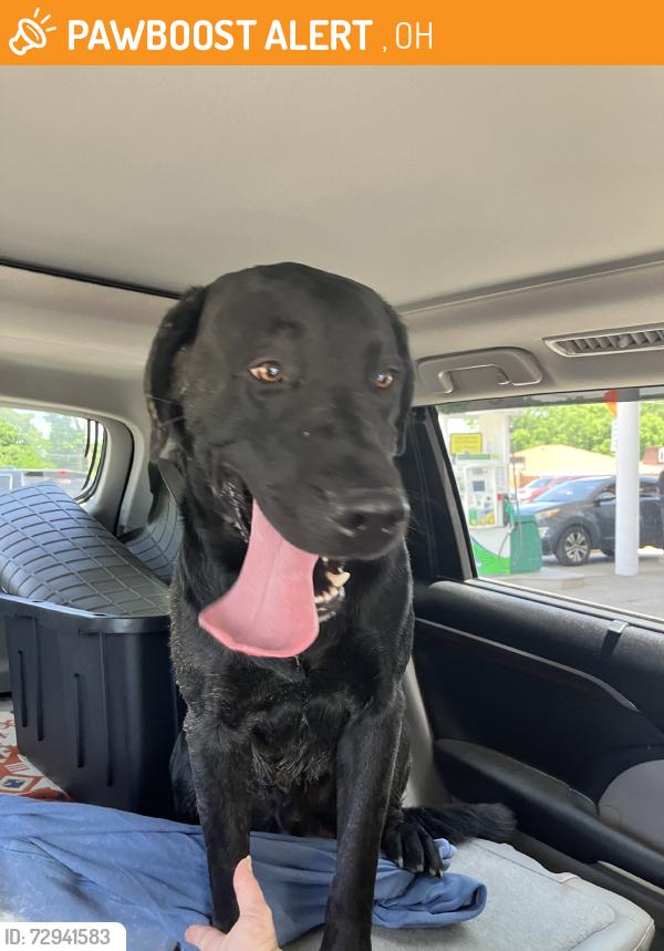 Found/Stray Male Dog last seen Quebec, Ashley, OH 43003