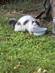 Found/Stray Female Cat last seen Simpson Street Stoneville NC, Stoneville, NC 27048