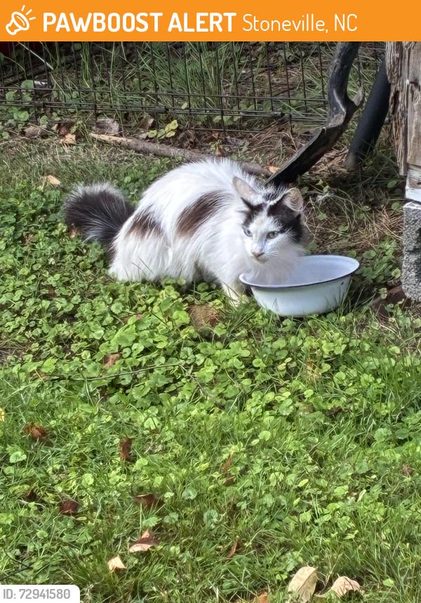 Found/Stray Female Cat last seen Simpson Street Stoneville NC, Stoneville, NC 27048