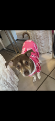 Reunited Female Dog last seen FM 66 Maypearl, TX, Maypearl, TX 76064
