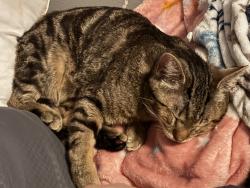 Reunited Male Cat last seen Stop 11 and madison near Southport elementary , Southport, IN 46227