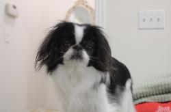 Reunited Female Dog last seen Conflans Rd, Irving, TX 75061, USA, Irving, TX 75061