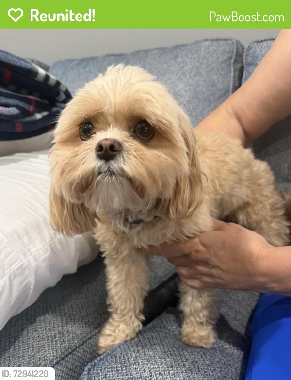 Reunited Unknown Dog last seen Sw 82 road and SW 117 Terrace, Kendall, FL 33156