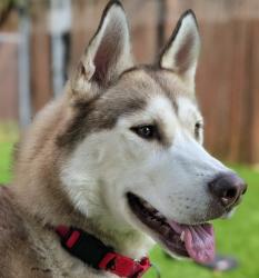 Shelter Stray Male Dog last seen NE Knott St and NE 111th Ave, PORTLAND, OR, 97220, Troutdale, OR 97060