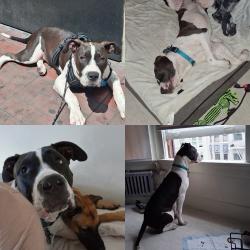 Reunited Male Dog last seen Geary and Larkin , San Francisco, CA 94109