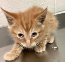 Shelter Stray Male Cat last seen Near Flowering Peach Trail, RALEIGH, NC, 27610, Raleigh, NC 27610
