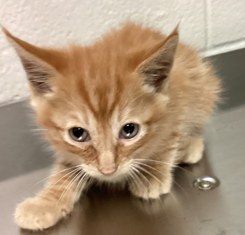 Shelter Stray Male Cat last seen Near Flowering Peach Trail, RALEIGH, NC, 27610, Raleigh, NC 27610