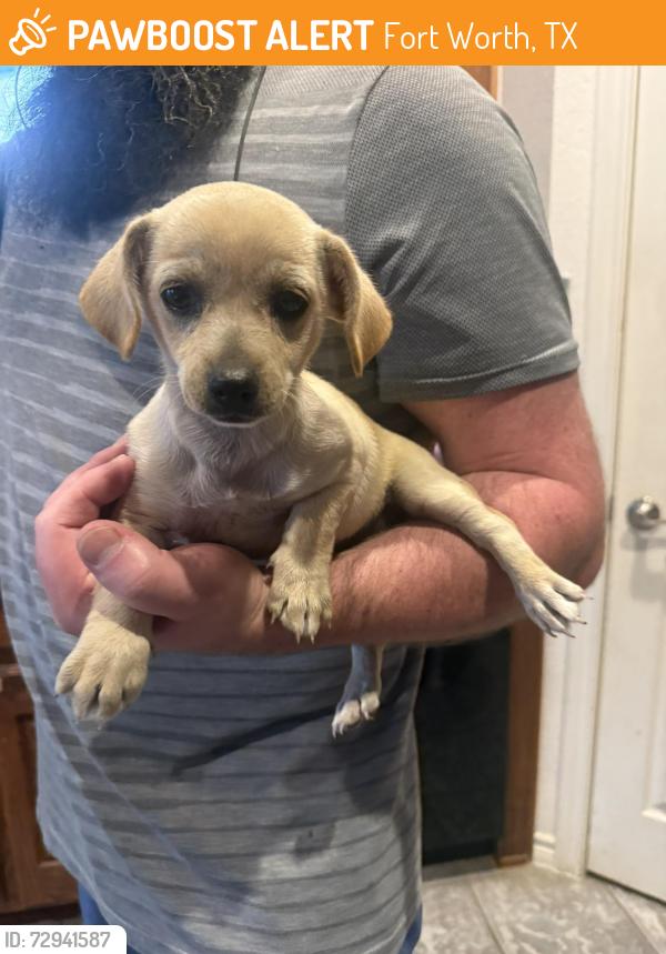 Found/Stray Unknown Dog last seen Applesprings and Seed, Fort Worth, TX 76244