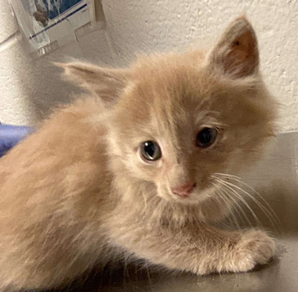 Shelter Stray Male Cat last seen Near Flowering Peach Trail, RALEIGH, NC, 27610, Raleigh, NC 27610