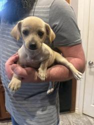 Found/Stray Unknown Dog last seen Applesprings and Seed, Fort Worth, TX 76244
