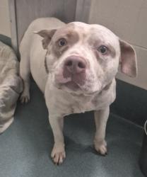 Shelter Stray Female Dog last seen Near Citrus Glen Drive, RALEIGH, NC, 27610, Raleigh, NC 27610