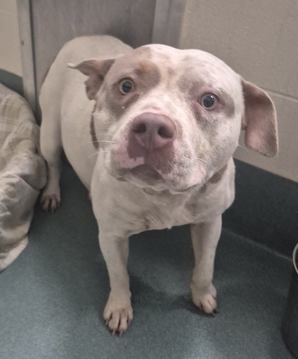 Shelter Stray Female Dog last seen Near Citrus Glen Drive, RALEIGH, NC, 27610, Raleigh, NC 27610