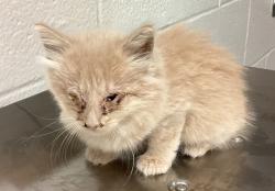Shelter Stray Female Cat last seen Near Flowering Peach Trail, RALEIGH, NC, 27610, Raleigh, NC 27610
