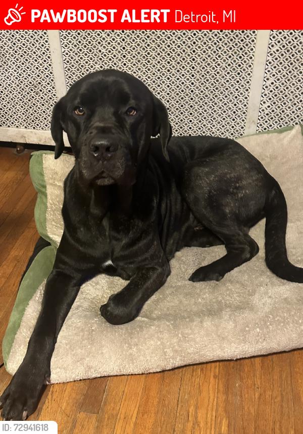 Lost Male Dog last seen Woodrow wilson, Detroit, MI 48206