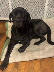 Lost Male Dog last seen Woodrow wilson, Detroit, MI 48206