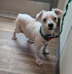 Shelter Stray Male Dog last seen Near Sychar Way, San Diego, CA, 92114, San Diego, CA 92110